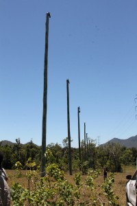 Poles erected to form a 'glider way'. Photo Pam Cox.