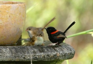 Red-backed wrens cone for a drink. Photo Bronwyn Scott.