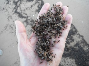 Ants in hand - all those collected were male.