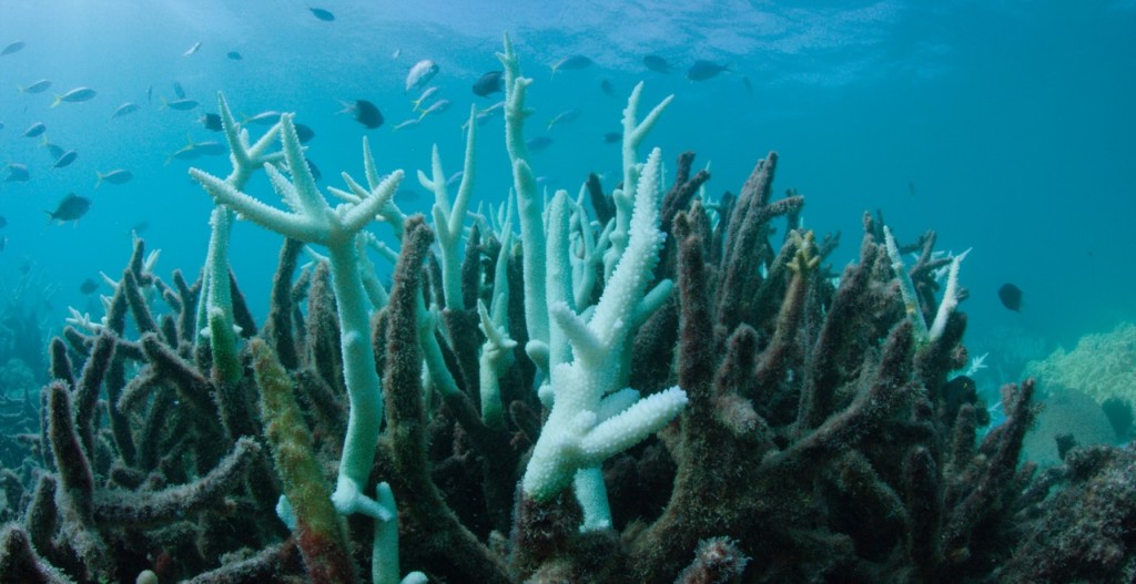Recently bleached coral at Vlasoff Reef. Courtesy WWF-Aus and BioPixel.