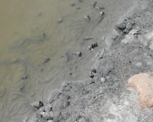 Mud whelks wallowing. DS photo.