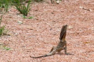 Frilled lizard. Photo: M. Tattersall