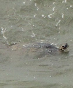 Green turtle surfaces