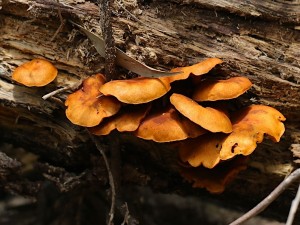 Bracket fungi. Photo M. Tattersall