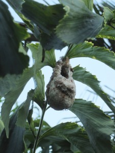 Mistletoe bird nest