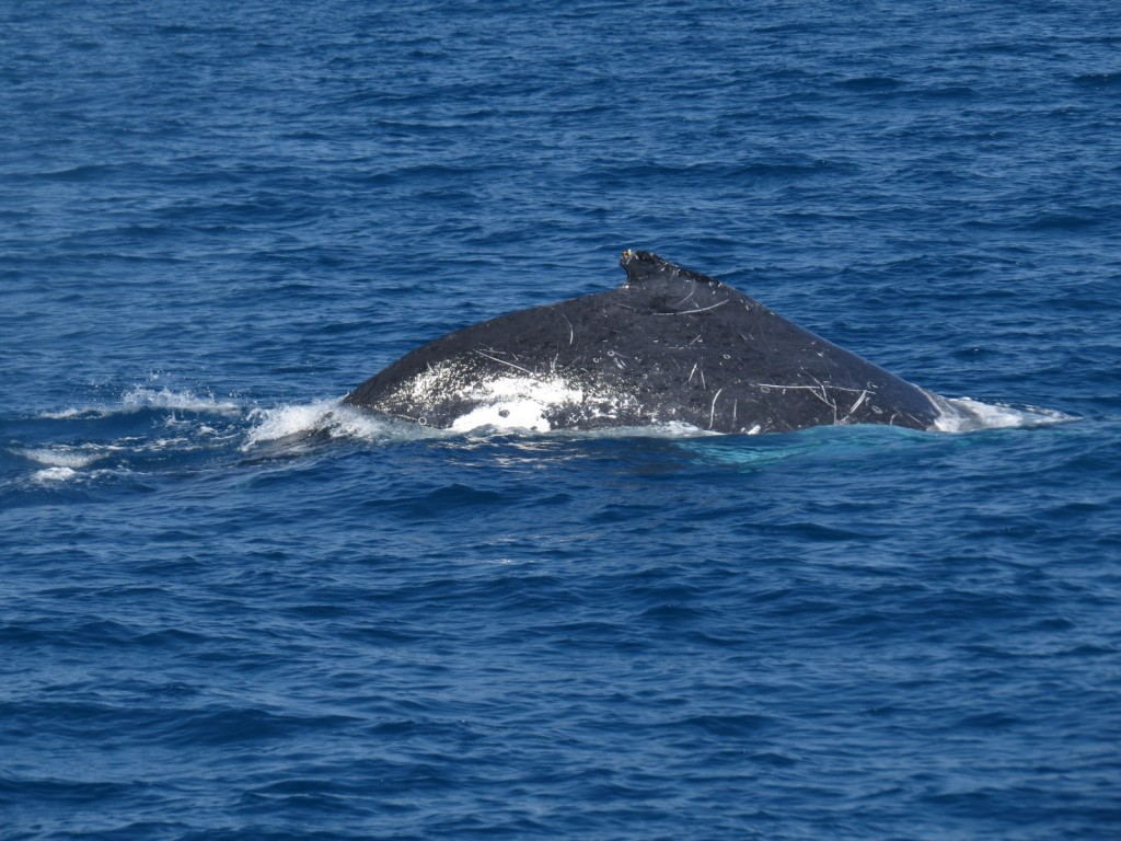 Humpback whale Photo J. Hazel