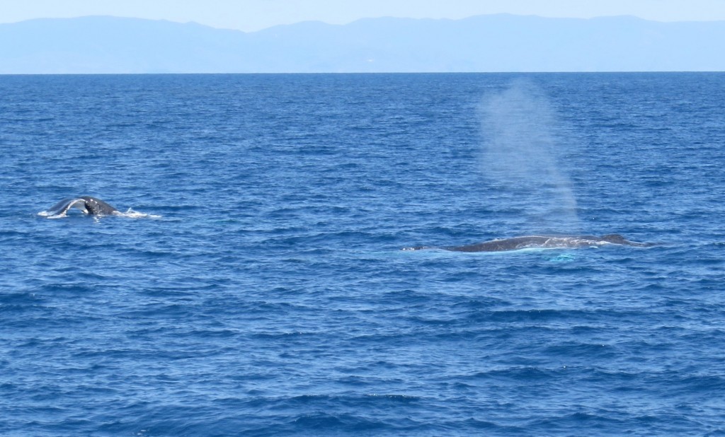 One whale surfaces as the other dives. Photo J. Hazel.