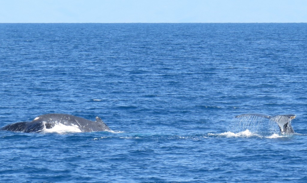 Two whales alongside; Photo J.Hazel.