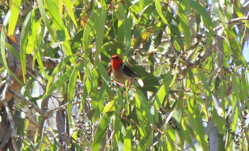 Scarlet honey-eater. Photo P. Cocks.
