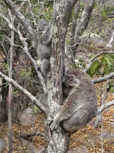 Koala mum and baby