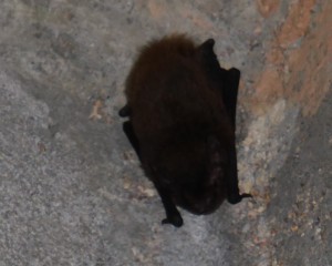 Northern broad-nosed bat. Photo M. Flecker.