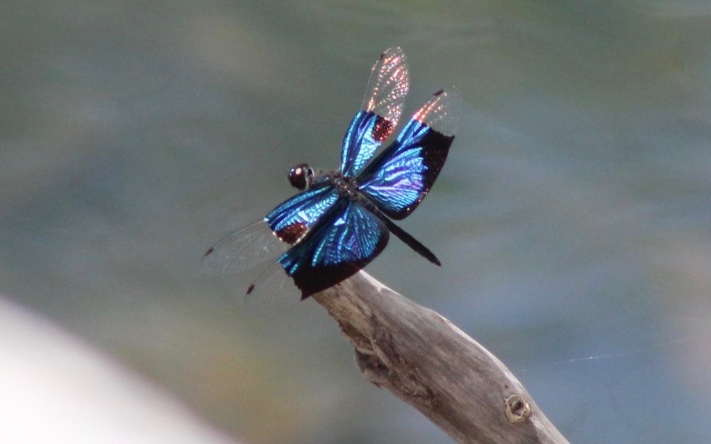 ... and not forgetting the invertebrates! The jeweel flutterer, Rhyothemis resplendens. Photo Pam Cox.