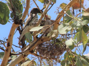 Figbirds at nest. Photo Pam Cocks.