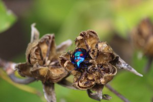 Male harlequin bug. Photo M. Copnell.
