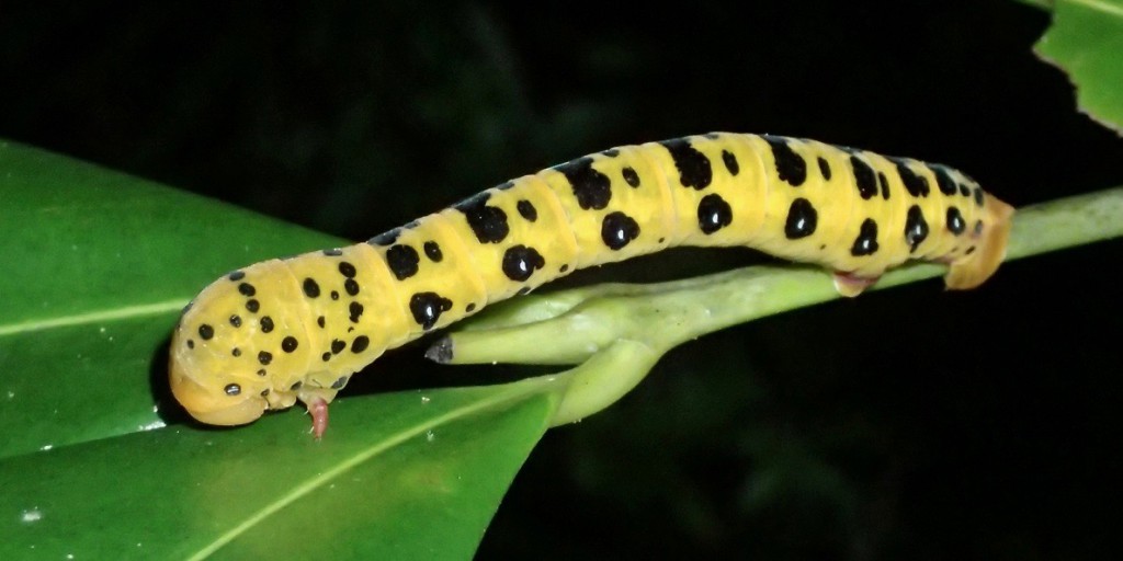 Caterpillar of the Four o'clock moth. Photo Beth ballment.