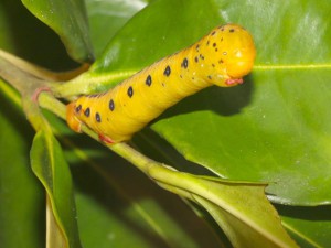 Most photographed caterpillar Photo M. Tattersall