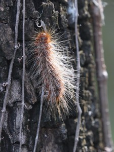 Anthelid moth caterpillar Photo M. Tattersall