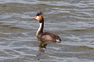 Great Crested Grebe Photo M.Tattersall