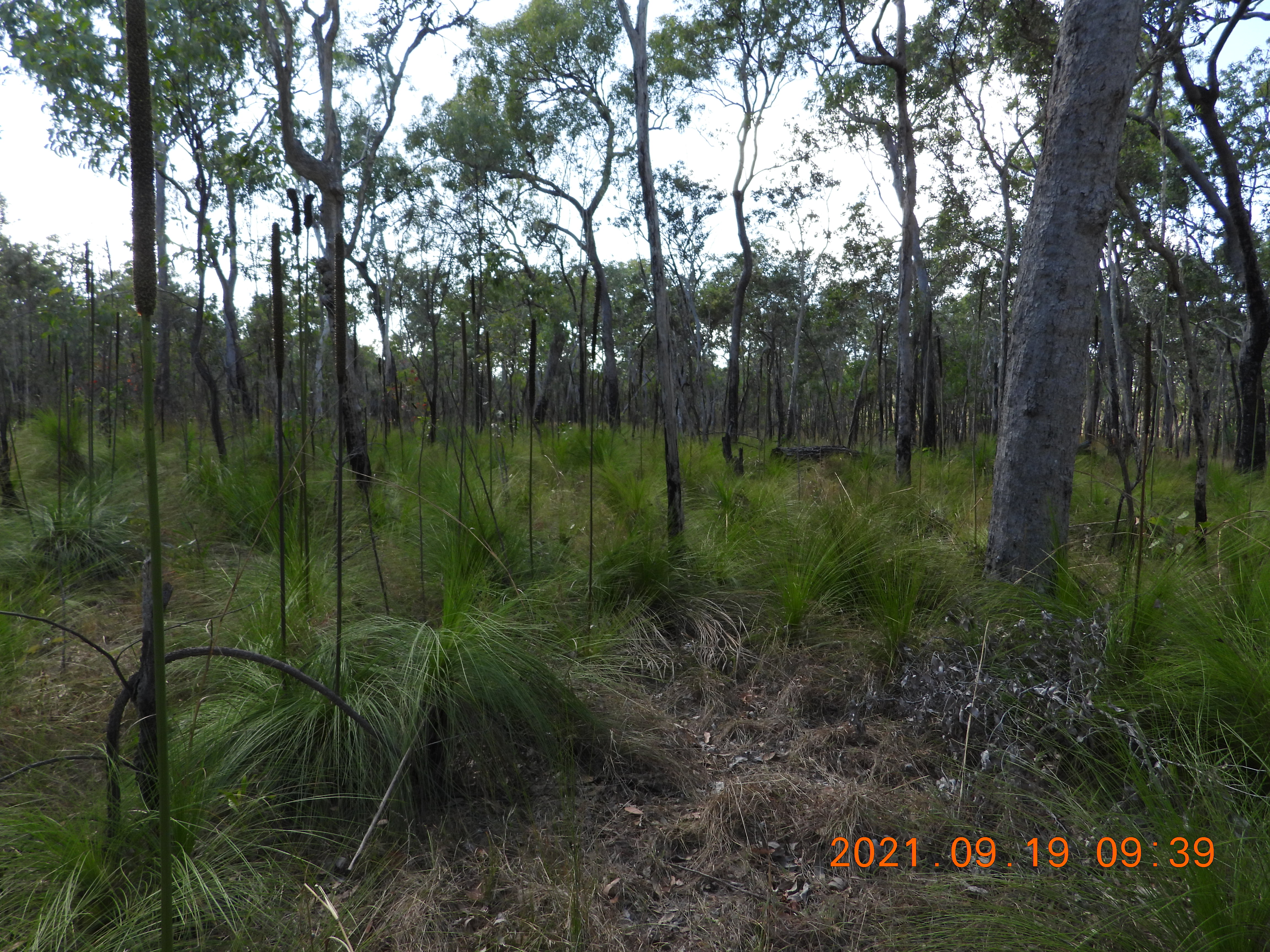 Grass trees grow throughout the area Photo P. Cocks