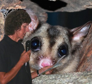 Speaking up for the Mahogany Glider