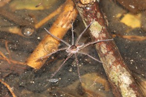 Fishing spider Photo M.Tattersall