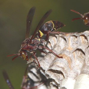 Paper wasp Photo M.Tattersall