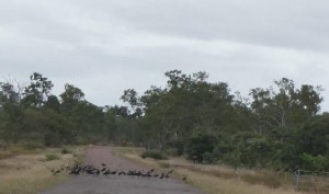 Straw-necked ibis and black kites Photo M. Flecker