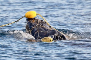 Young humpback entangled. HSI photo
