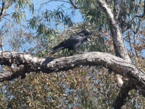 Australian Raven Photo M.Flecker