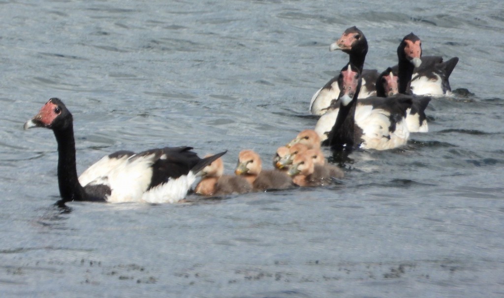 Magpie geese with goslings Photo P. Cocks